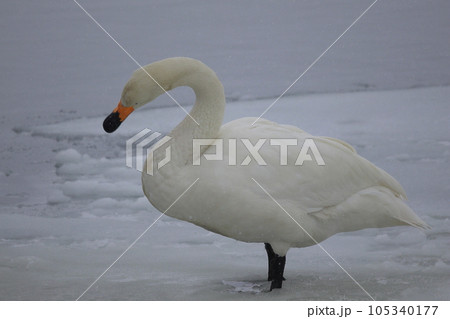 北海道　濤沸湖の白鳥 105340177