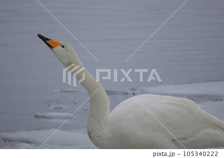 北海道 濤沸湖の白鳥 北海道 濤沸湖の白鳥 105340222