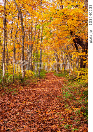 秋のトレッキング（岩手県県民の森・七滝コース） 105340235