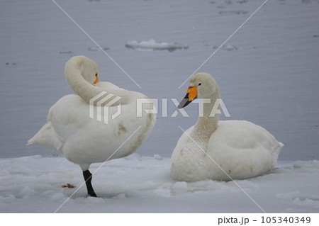 北海道　濤沸湖の白鳥 105340349