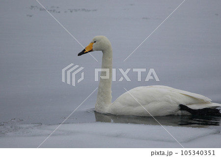 北海道 濤沸湖の白鳥 北海道 濤沸湖の白鳥 105340351