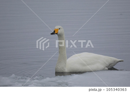 北海道 濤沸湖の白鳥 北海道 濤沸湖の白鳥 105340363