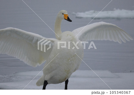 北海道　濤沸湖の白鳥 105340367