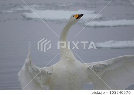 北海道　濤沸湖の白鳥 105340370