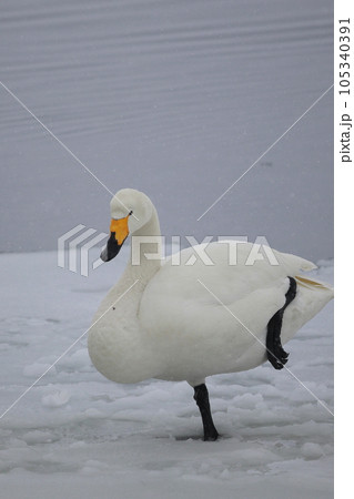 北海道　濤沸湖の白鳥 105340391