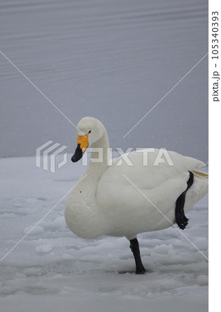 北海道　濤沸湖の白鳥 105340393