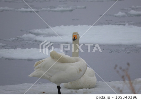 北海道 濤沸湖の白鳥 北海道 濤沸湖の白鳥 105340396