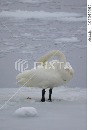 北海道 濤沸湖の白鳥 北海道 濤沸湖の白鳥 105340399