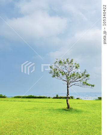草原に立つ一本の木 草原に立つ一本の木 105340422