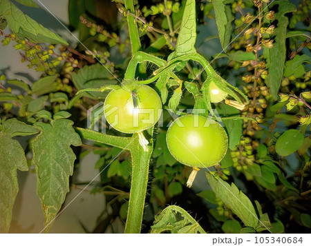 green tomato on the branch 105340684