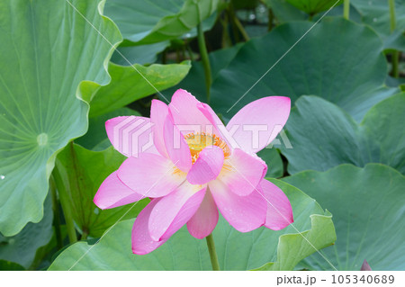 ハスの花 105340689