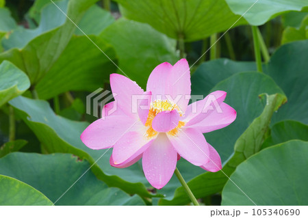 ハスの花 105340690