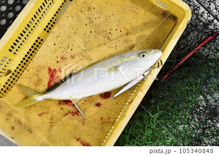釣りたてのツバス 釣りたてのツバス 105340848