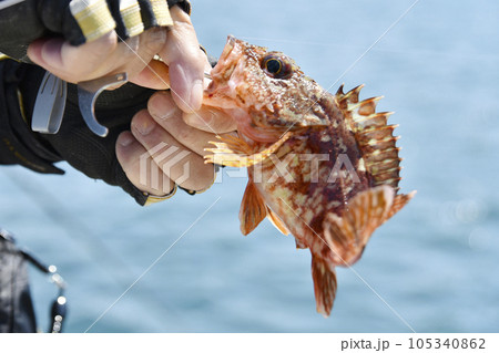 釣った魚から釣り針を外す 105340862