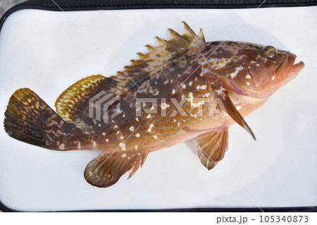 右上を向いた新鮮なキジハタ 105340873