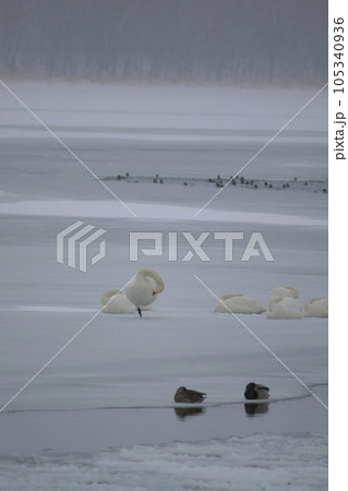 北海道 濤沸湖の白鳥 北海道 濤沸湖の白鳥 105340936