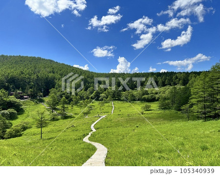 夏空と爽やかな高原の湿原　 105340939