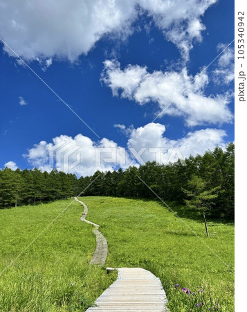 夏空と爽やかな高原の湿原 夏空と爽やかな高原の湿原 105340942