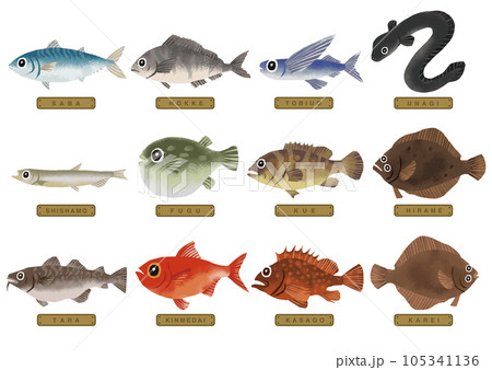 いろいろな魚のイラスト 2 いろいろな魚のイラスト 2 105341136