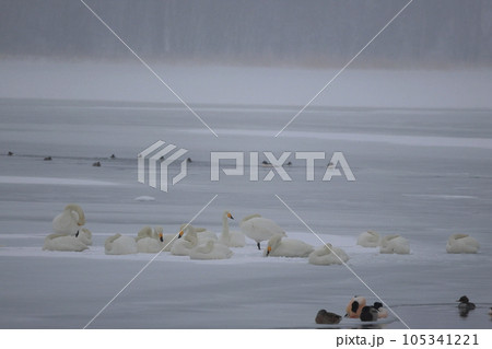 北海道 濤沸湖の白鳥 北海道 濤沸湖の白鳥 105341221