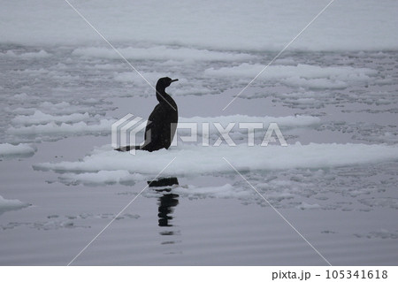 北海道　濤沸湖の河鵜　カワウ 105341618