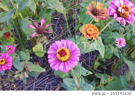 花 フラワー お花 105341630