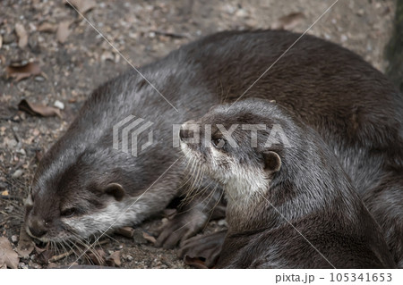 カワウソ 獺 動物 105341653