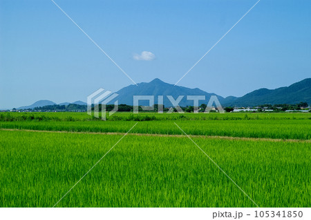 新潟平野と弥彦山 105341850