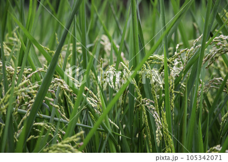 たんぼ 田んぼ 田圃 105342071