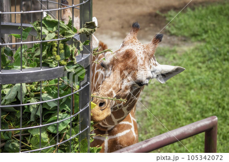 キリン きりん 麒麟 105342072