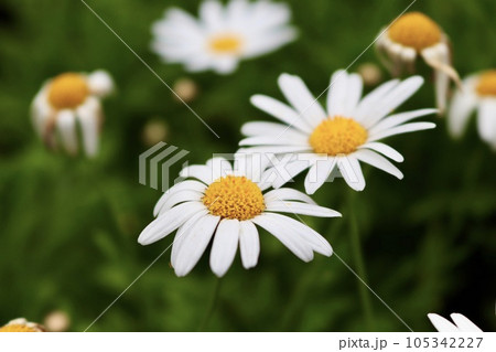 花 フラワー お花 105342227