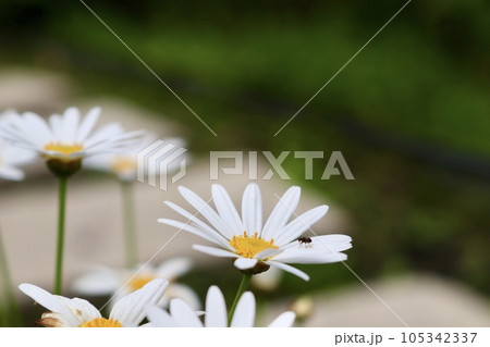 花 フラワー お花 105342337