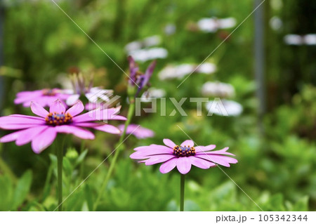 花 フラワー お花 105342344