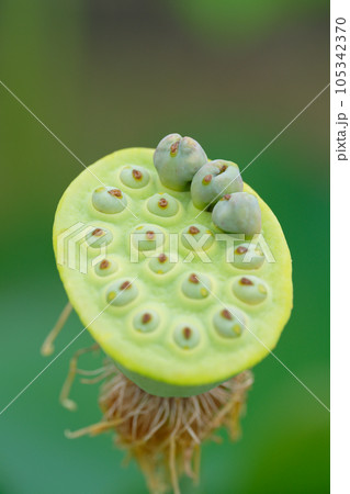 蓮の実が実り中 105342370