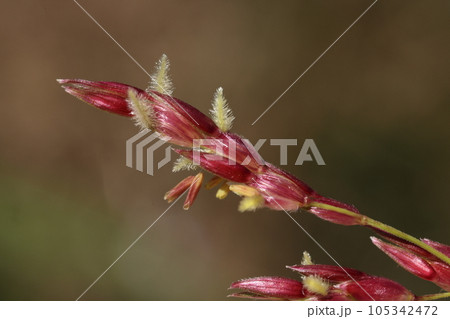 自然　植物　セイバンモロコシ、七月の花です。艶のある赤い色が美しい咲き始めの花 105342472