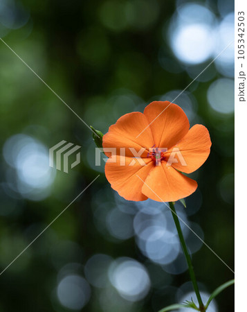 日本の夏の森に咲くフシグロセンノウ 105342503