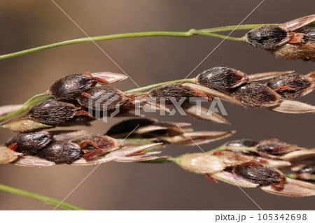 自然 植物 セイバンモロコシ、実です。三ミリほどで艶のある黒、虫のように見えます 自然 植物 セイバンモロコシ、実です。三ミリほどで艶のある黒、虫のように見えます 105342698
