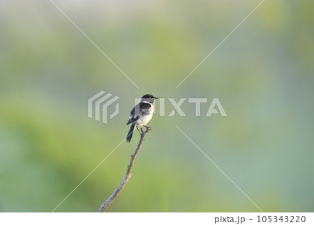 枝の先で一休みするノビタキ 枝の先で一休みするノビタキ 105343220