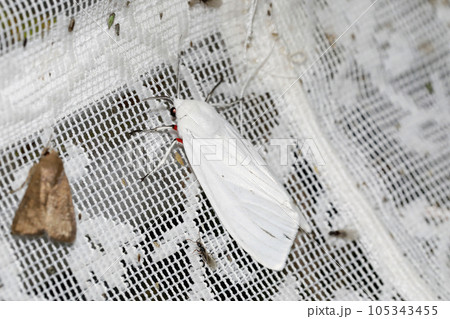 シロヒトリ シロヒトリ 105343455