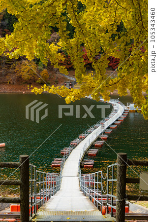 東京奥多摩 紅葉の奥多摩湖 留浦の浮橋 東京奥多摩 紅葉の奥多摩湖 留浦の浮橋 105343460
