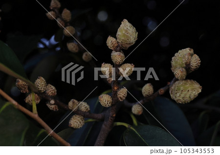 自然　植物　スダジイ、二年目夏のドングリ。大きさは様々ですが全て受粉後二年目、殻斗に覆われています 105343553