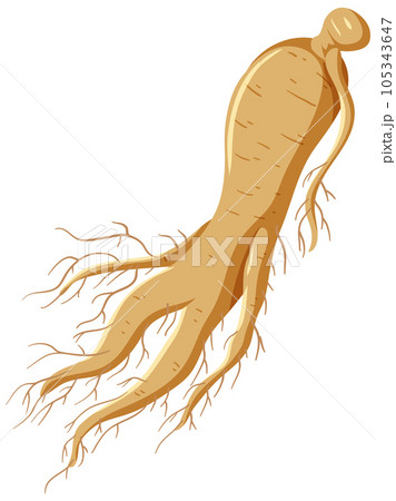 Ginseng Plant Flat Design Vector Ginseng Plant Flat Design Vector 105343647