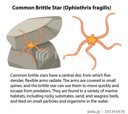 Common Brittle Star Rocky Shore Animal Common Brittle Star Rocky Shore Animal 105343676