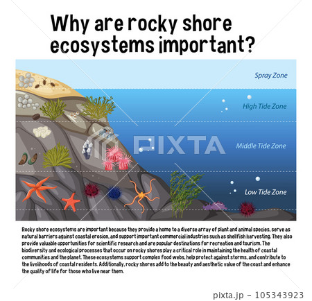 Rocky shore zonation education diagram 105343923