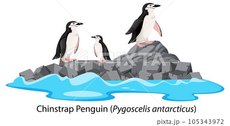Chinstrap penguin cartoon on the rock Chinstrap penguin cartoon on the rock 105343972