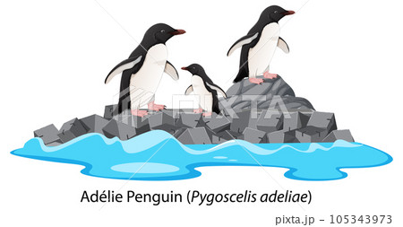 Adelie penguin cartoon on the rock 105343973