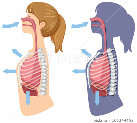 Mechanism of breathing inhale and exhale Mechanism of breathing inhale and exhale 105344458