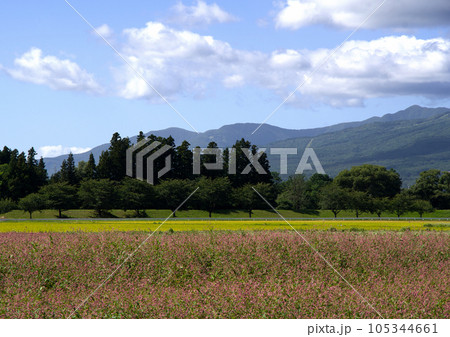 赤紫色の花と黄金色の田んぼ、緑の林のコラボレーションが印象的で綺麗だ。 105344661