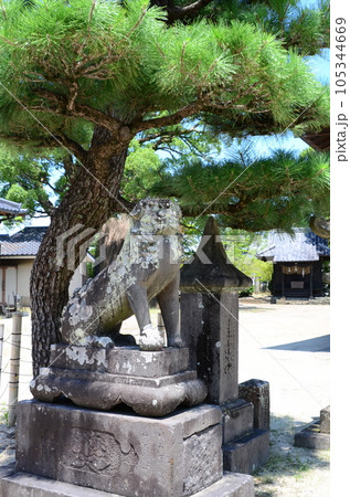 神社の狛犬 105344669