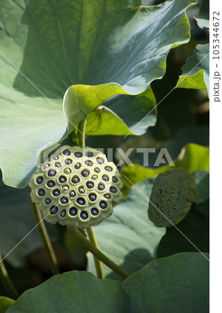 蓮の花托 105344672